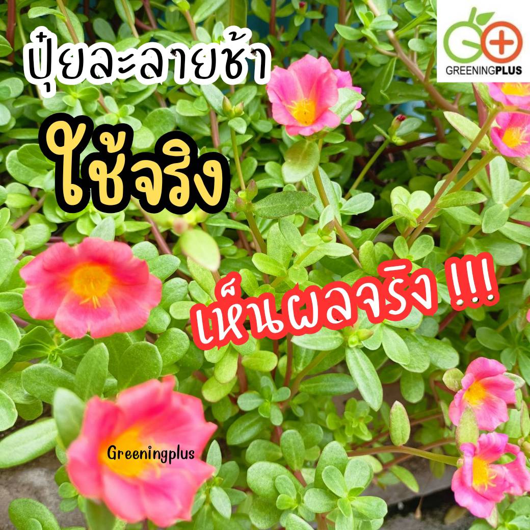 ปุ๋ยออสโมโค้ท (Osmocote) ขนาด 50 กรัม