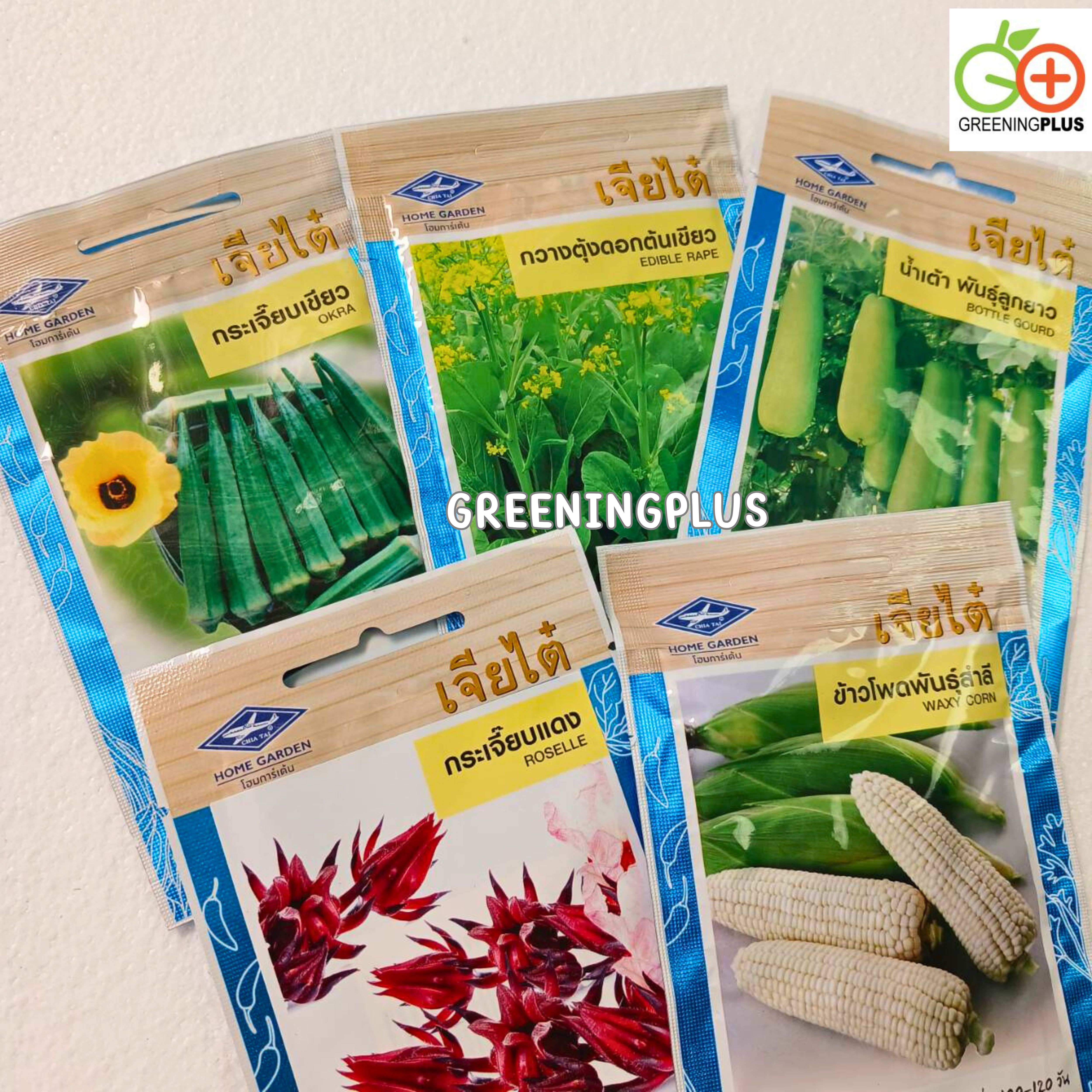 กระเจี๊ยบเขียว Okra เจียไต๋