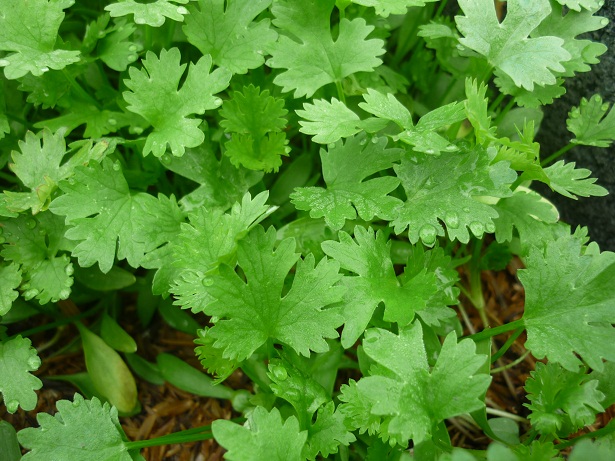 ผักชีไทย ขนาด 20 กรัม/ซอง (จำนวน 2 ซอง)