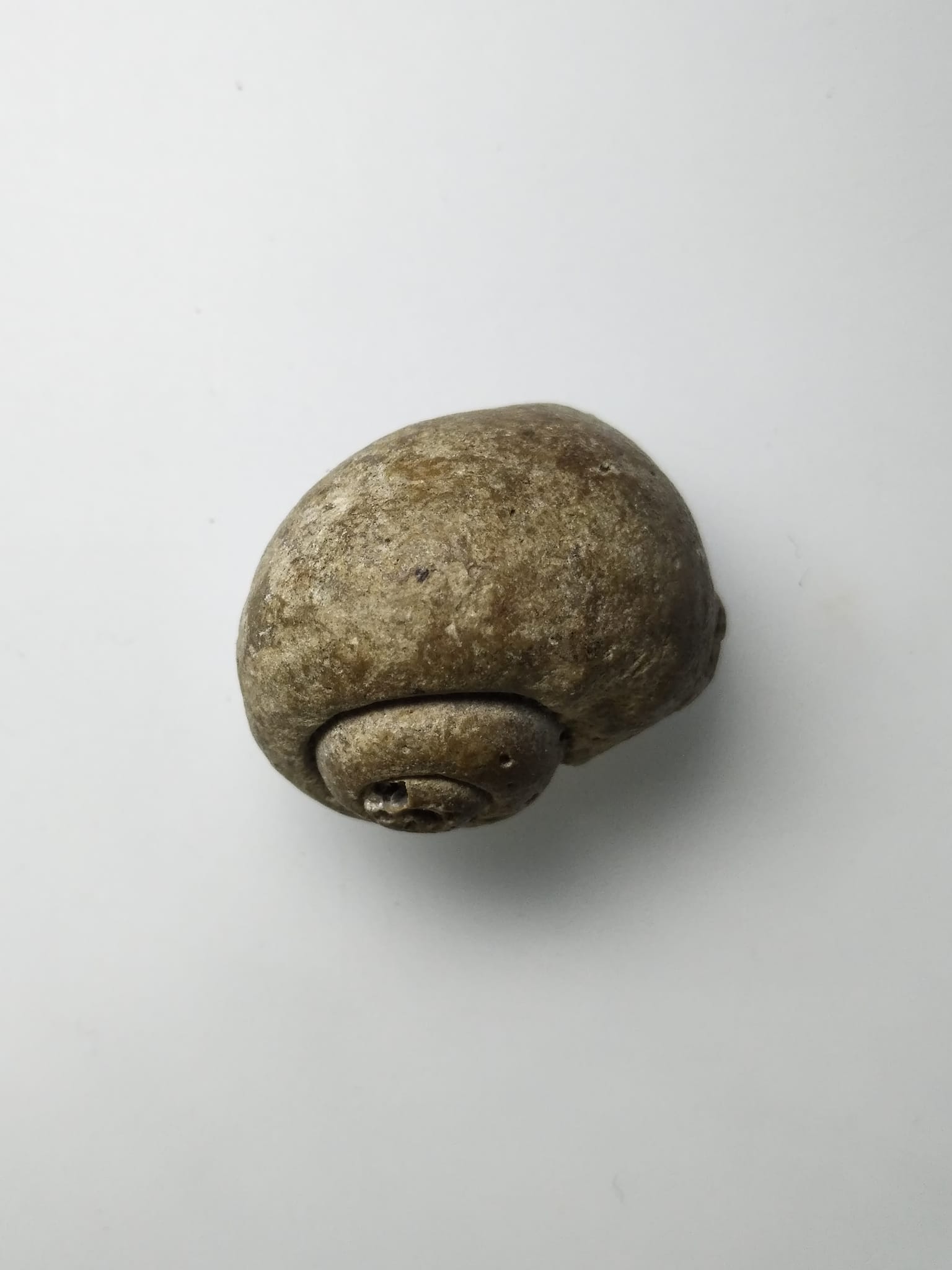 G287 หอยกลายเป็นหิน