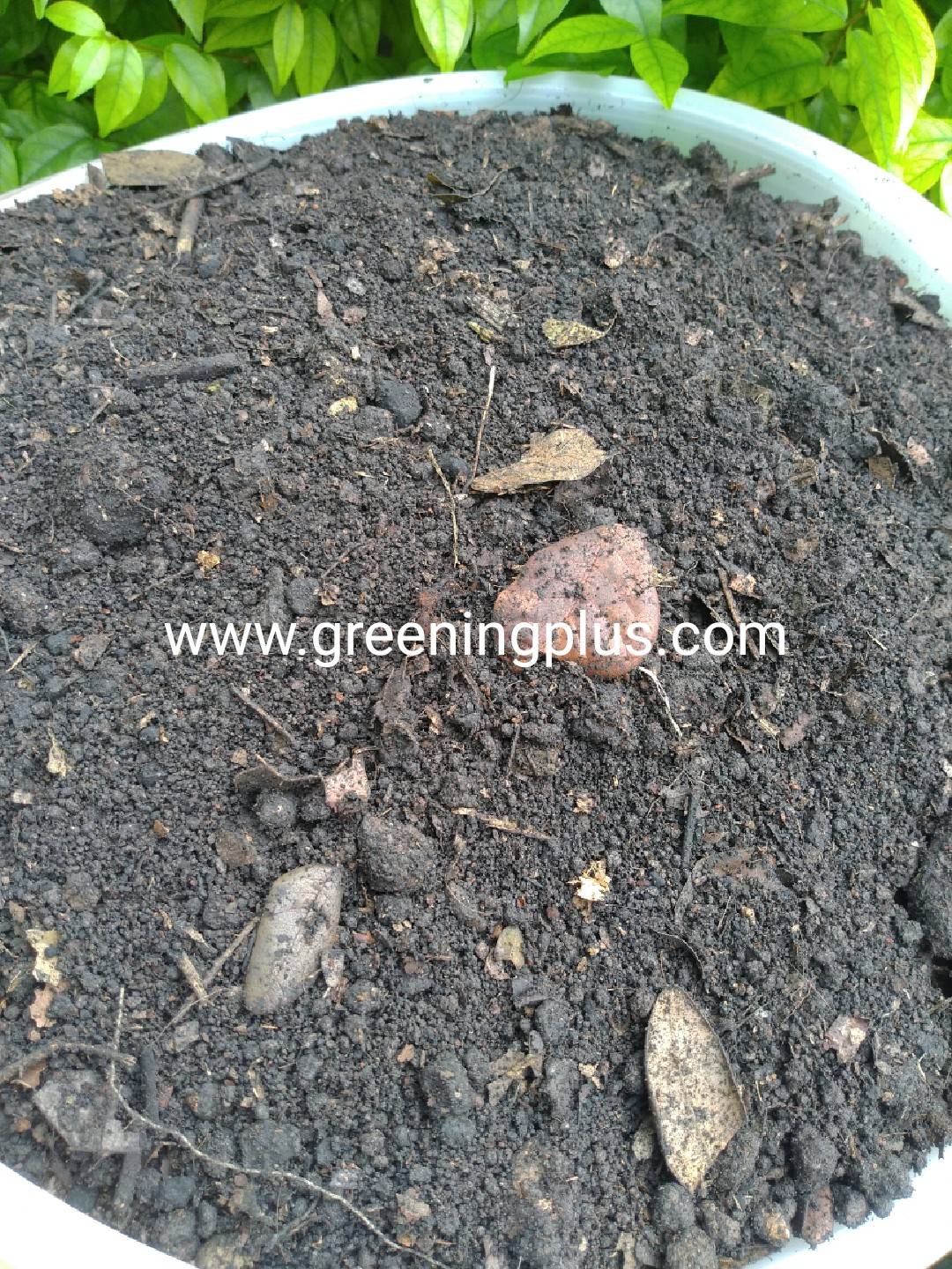 ดินอาหลี ดินดี จากลพบุรี จำนวน 1 กระสอบ