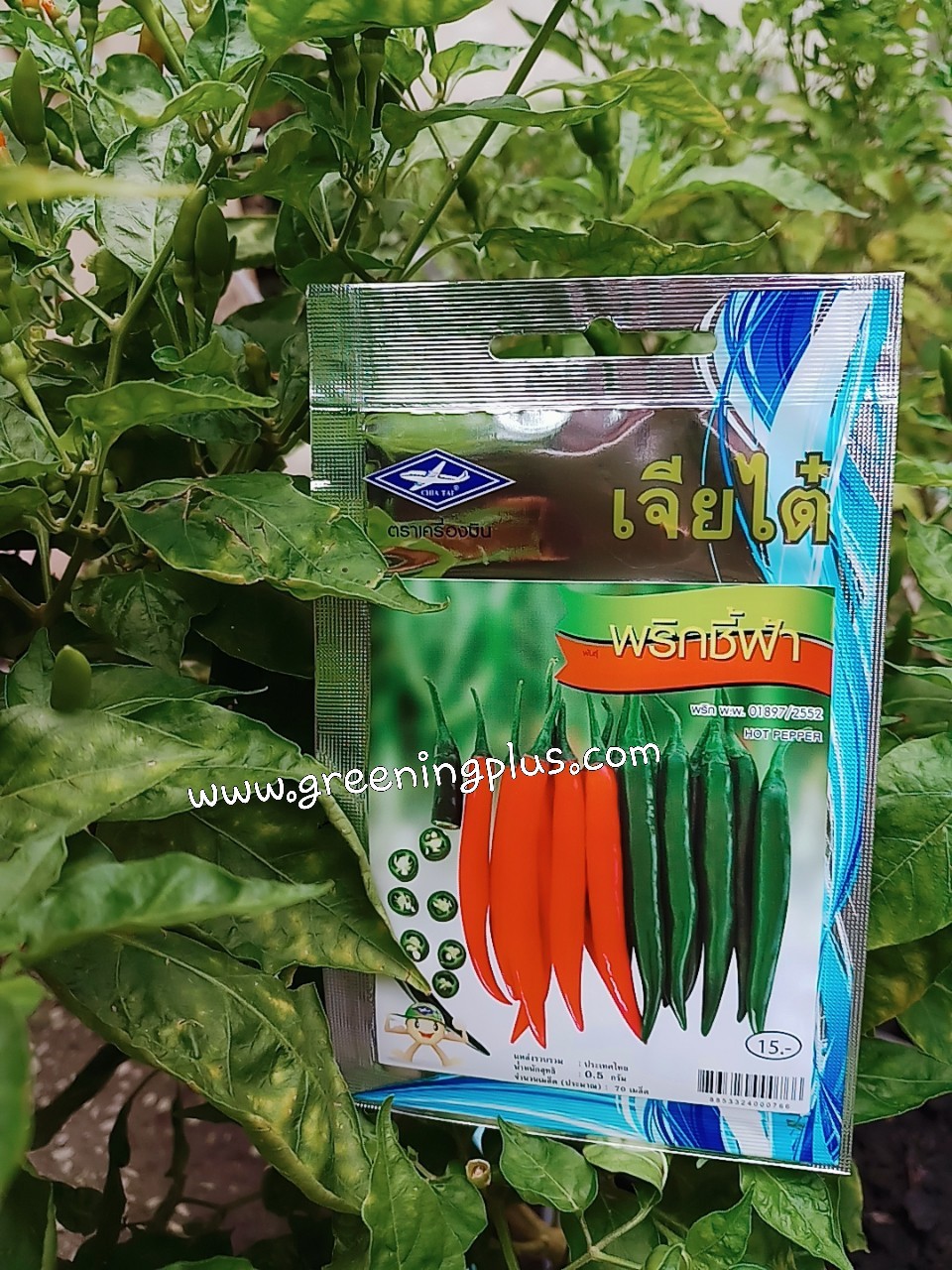 พริกชี้ฟ้าHOT PEPPER เจียใต๋