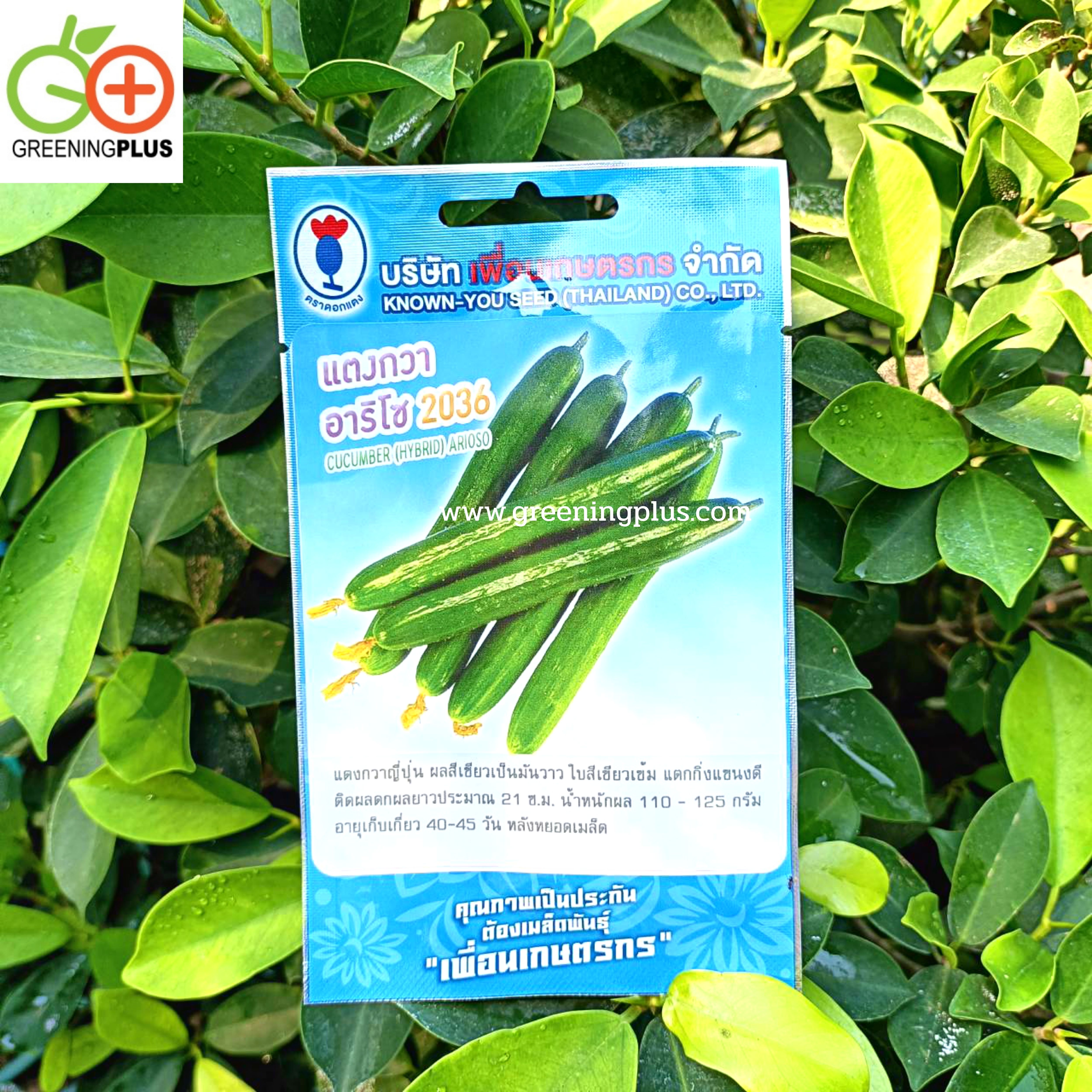 แตงกวาญี่ปุ๋น อาริโซ 2036 cucumber (hybrid) arioso เพื่อนเกษตร