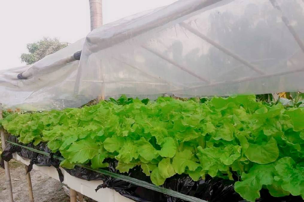 กาดขาวไดโตเกียว 5 กรัม