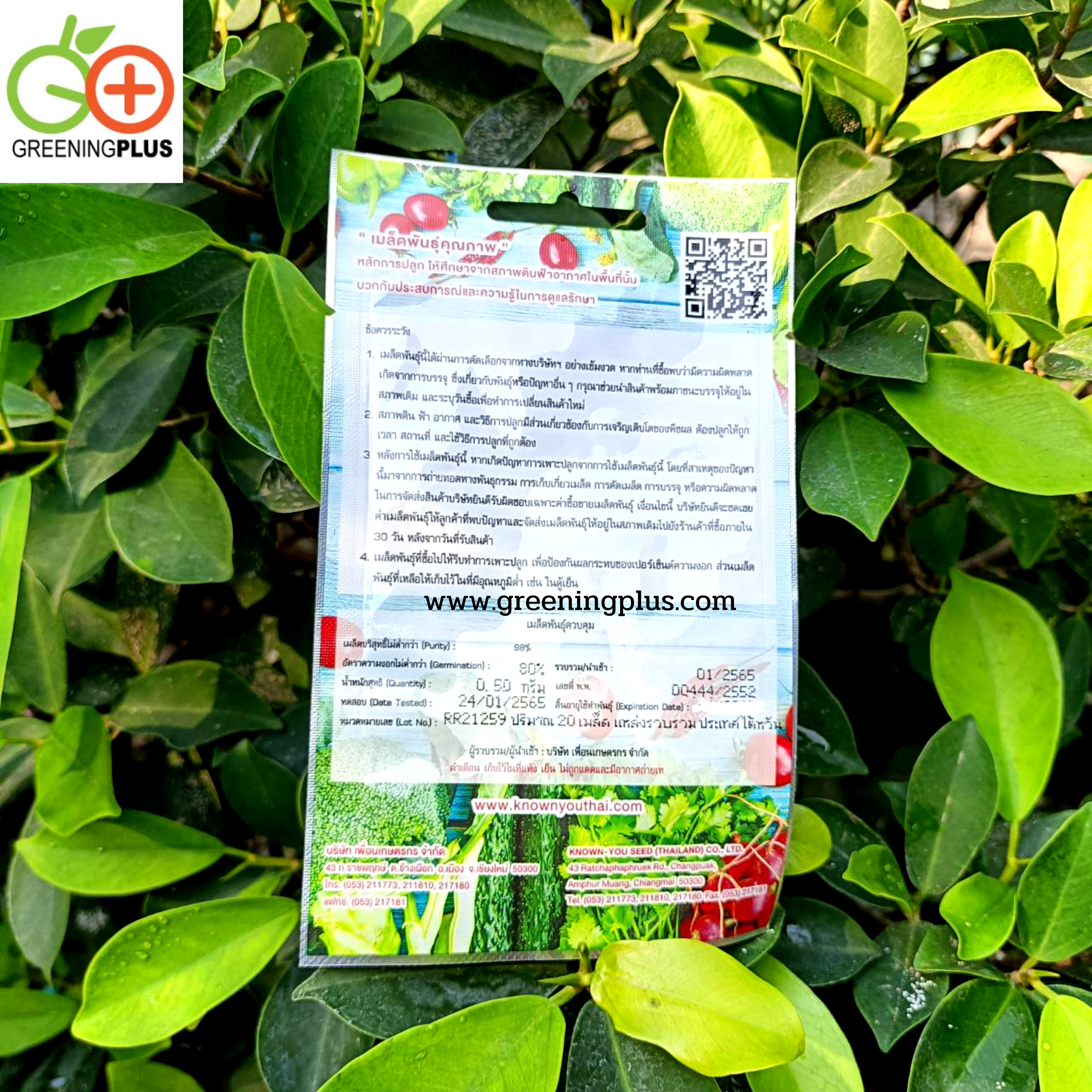 แตงกวาญี่ปุ๋น อาริโซ 2036 cucumber (hybrid) arioso เพื่อนเกษตร