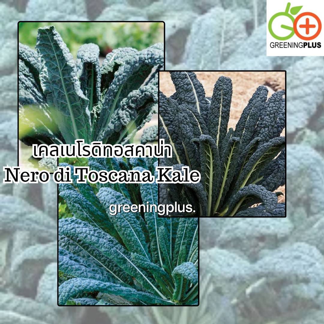 KALE เคลเนโรดิทอสคาน่า หรือเคลไดโนเสาร์ Nero di Toscana Kale 30 เมล็ด./ซอง