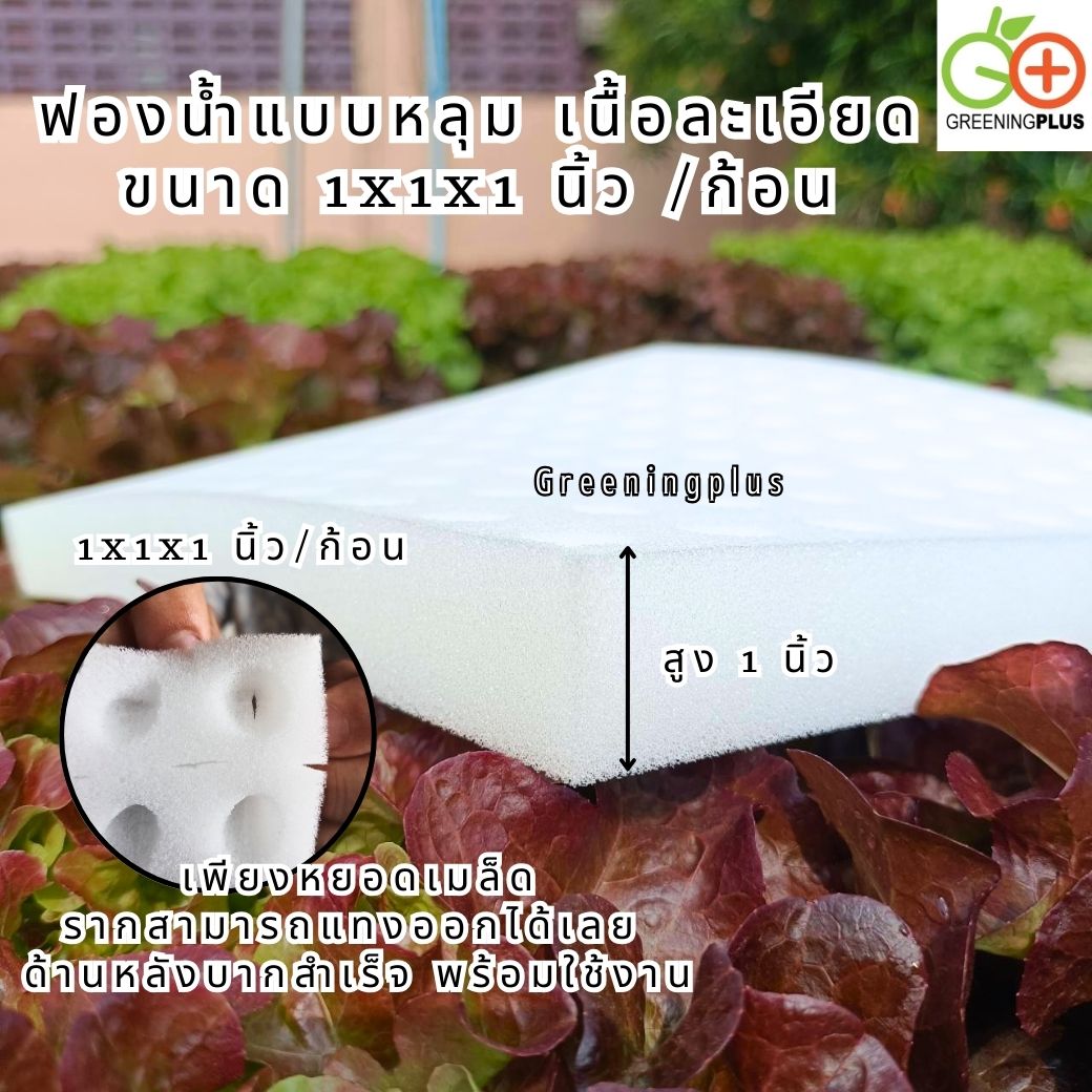 ฟองน้ำแบบหลุม เนื้อละเอียด ขนาด 1x1x1 นิ้ว (100 ช่องปลูก / แผ่น) จำนวน 1 แผ่น