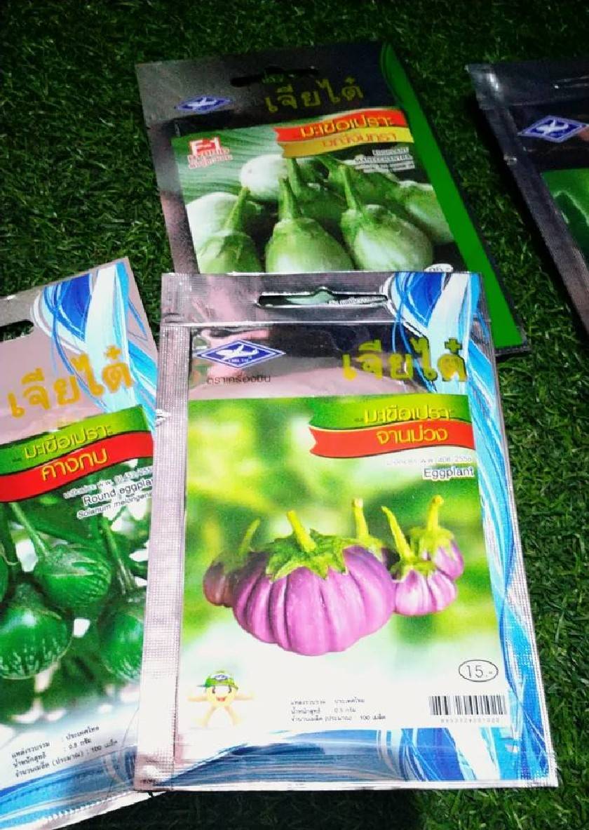 มะเขือเปราะจานม่วง Eggplant เจียใต๋