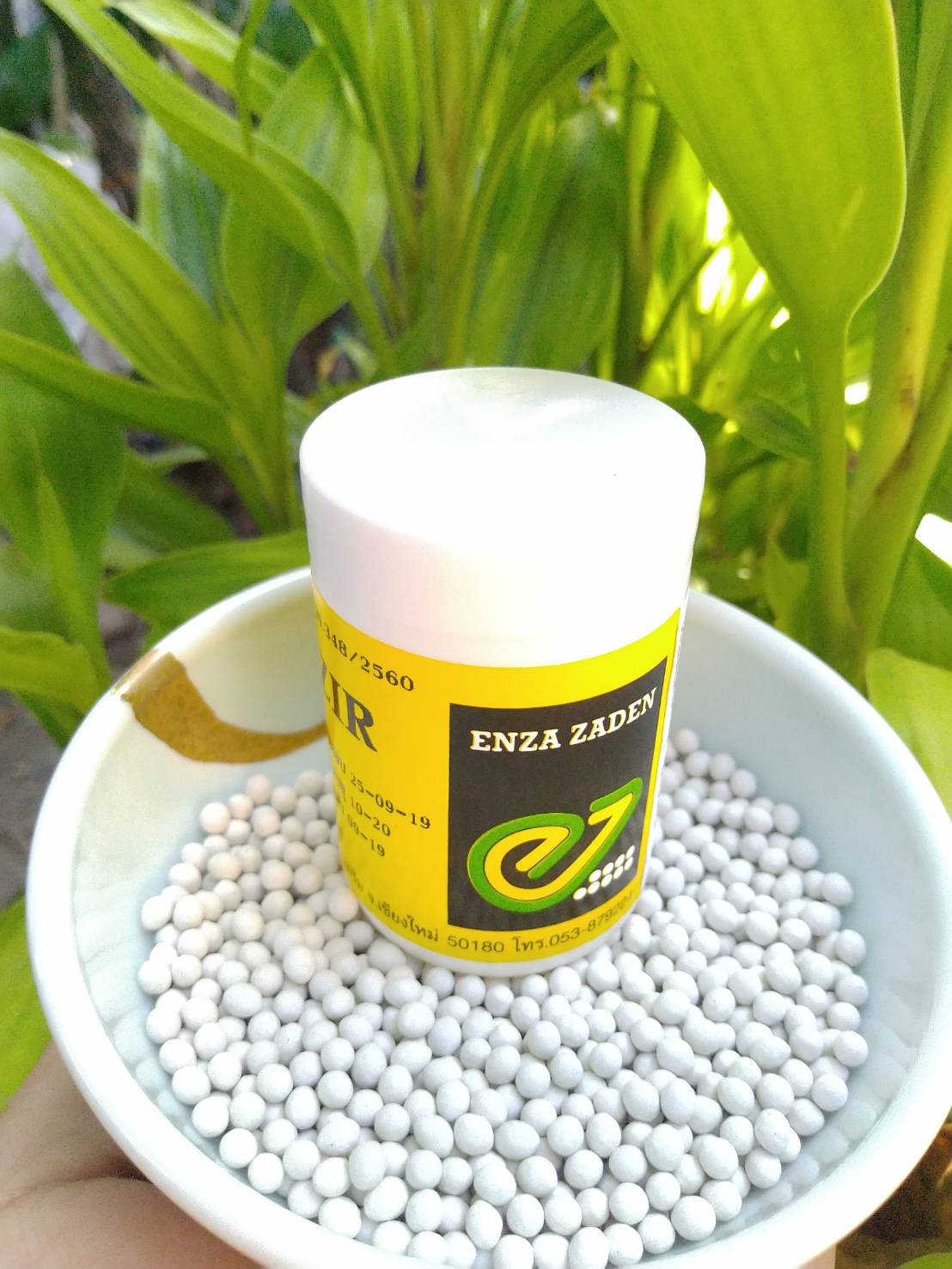 green butterhead (VOLARE) Enza Zaden 100 plls (เคลือบ)