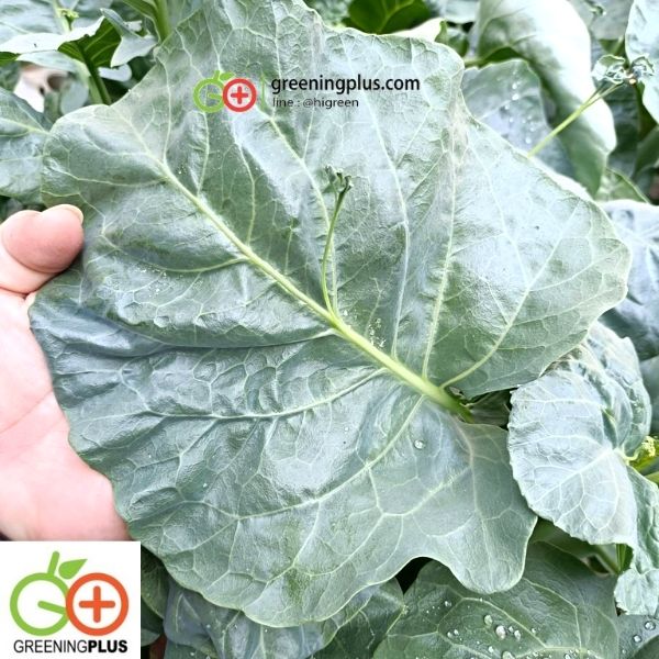 คะน้าเห็ดหอม 250 กรัม/ห่อ