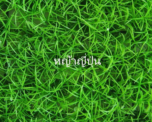 หญ้าญี่ปุ่น