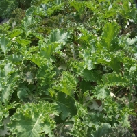 KALE เคลใบหยิก 1000ม./ซอง