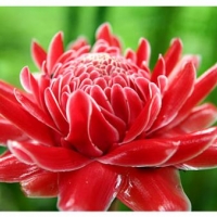 ดอกดาหลาสีแดง 25ม./ซอง