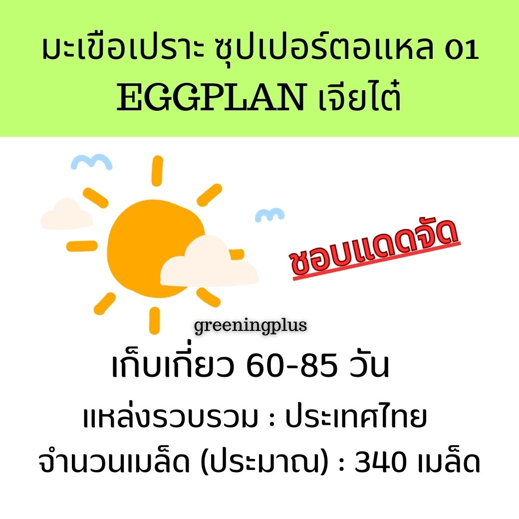 มะเขือเปราะ ซุปเปอร์ตอแหล 01 Eggplant เจียไต๋