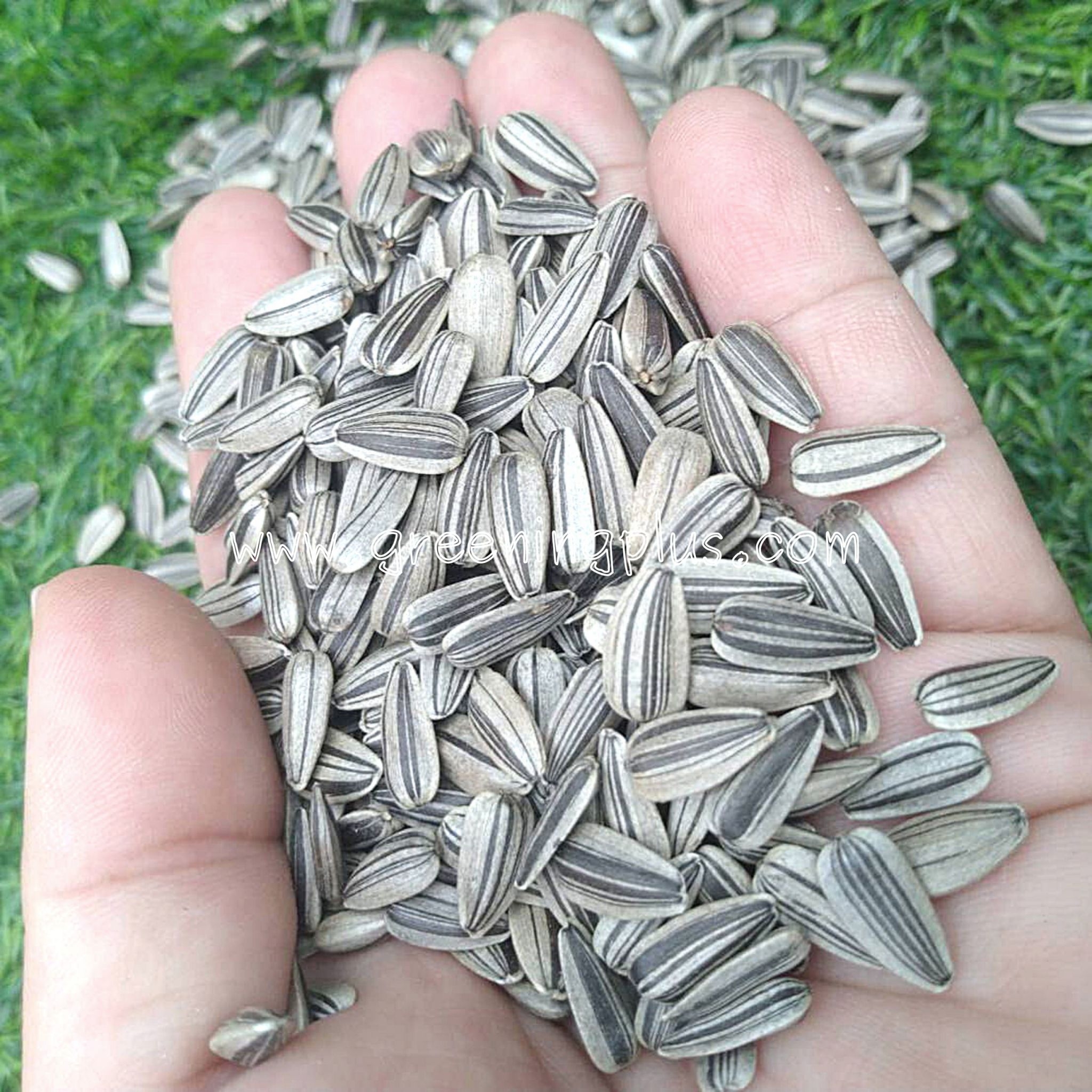 เมล็ดทานตะวันงอก Sunflower Seed 100 กรัม