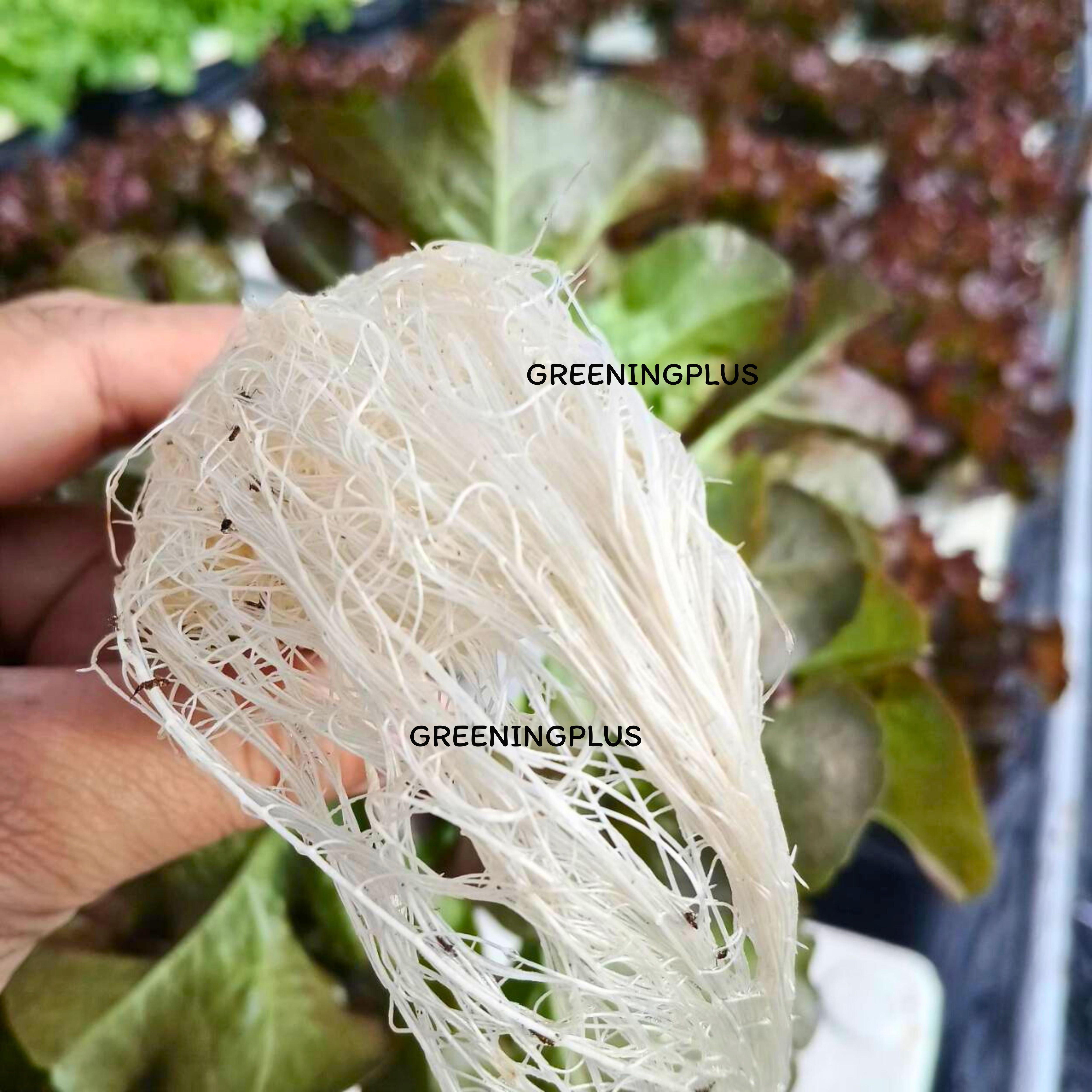 เรดโอ๊ค พันธุ์สนูปปี้ (ลักกี้) 500 เมล็ด แบบไม่เคลือบ (เมล็ดสีดำ )