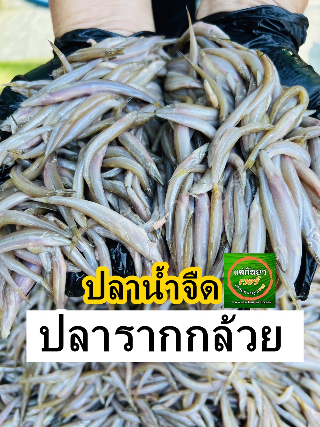 ปลารากกล้วย (สด)