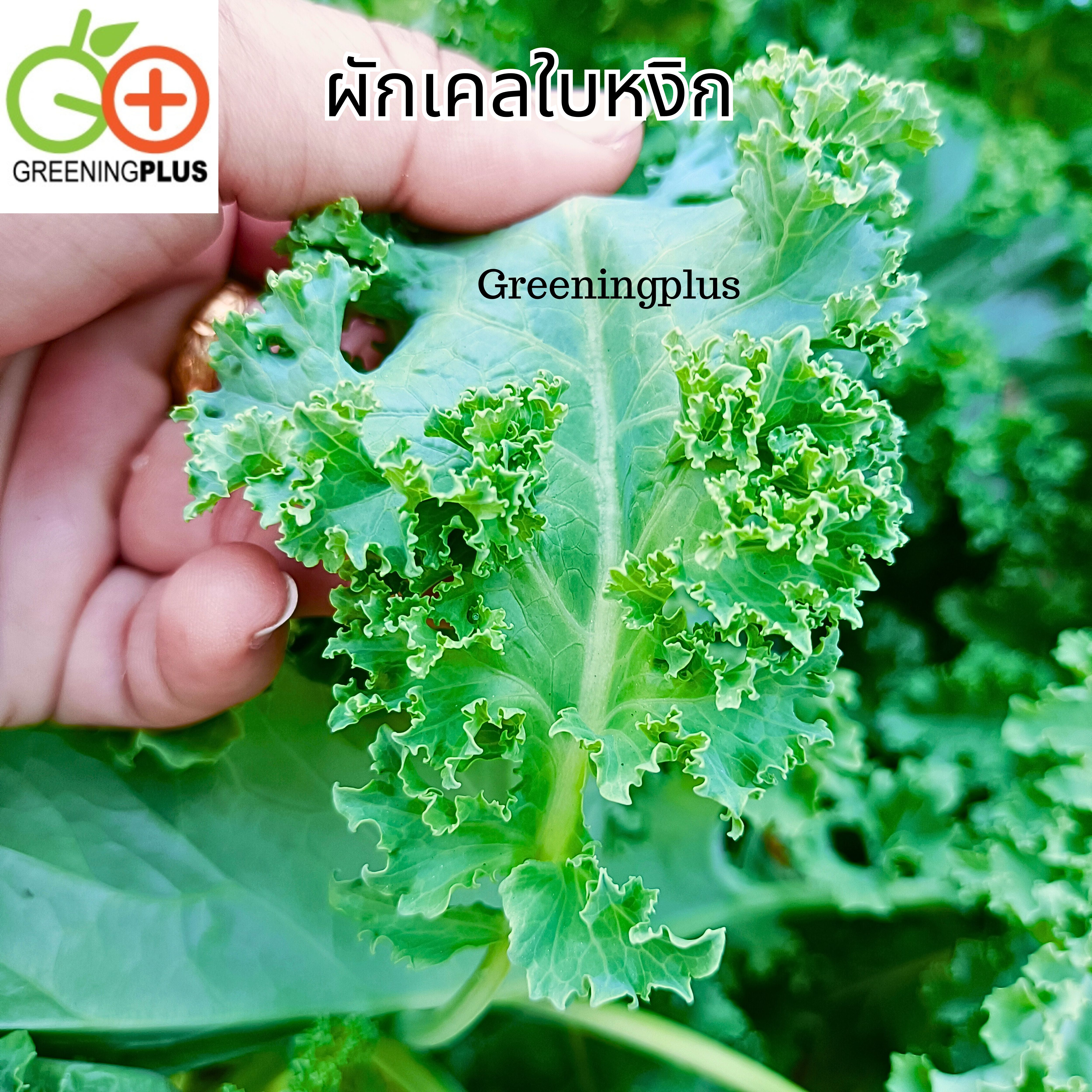 KALE เคลใบหยิก 100ม./ซอง