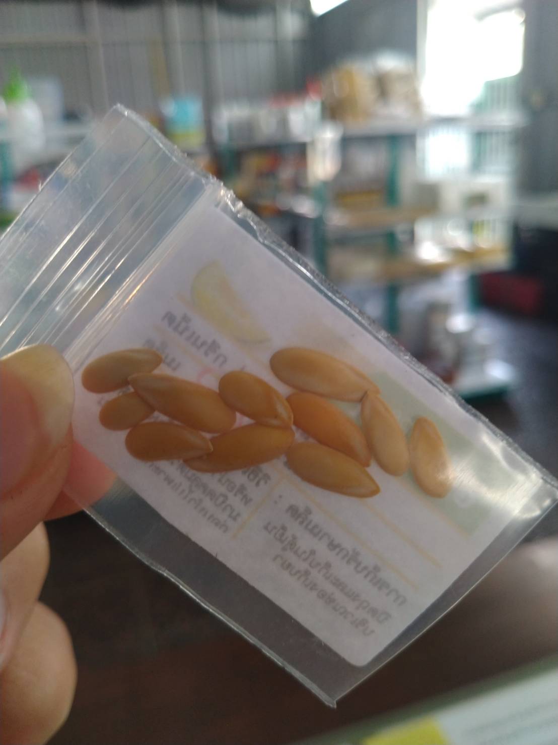 เมล่อน GREEN NET 10 เมล็ด