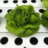green butterhead (NOBEL) Hi-Q 10 pills(เคลือบ)