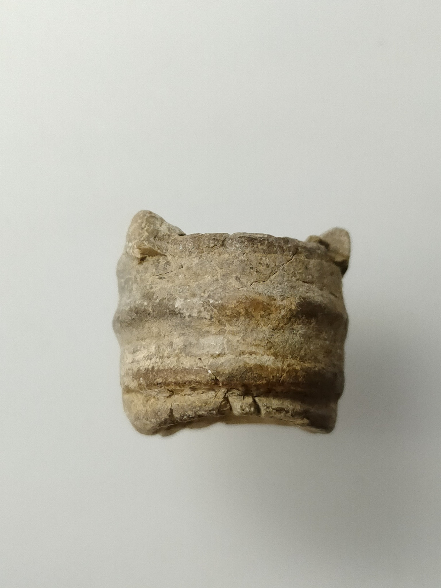 H431 ฟอสซิล ไม่ทราบชนิด