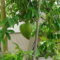 เมล็ดทุเรียนเทศ 20เมล็ด/ซอง