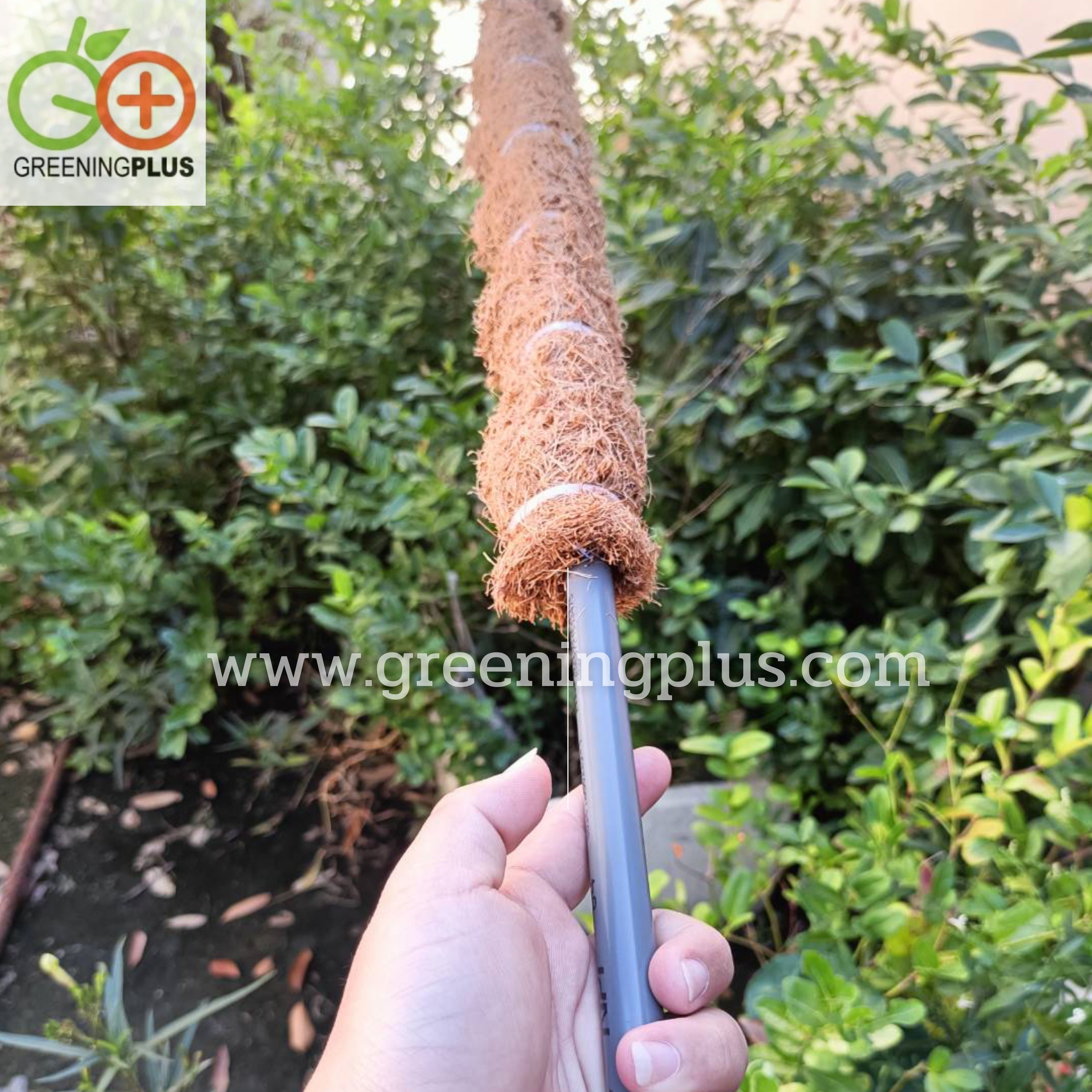 หลักไม้เลื้อยใยมะพร้าว จำนวน 1 อัน