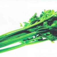 เซเลอรี่ ยูท่าห์ (utah celery) 100 เมล็ด