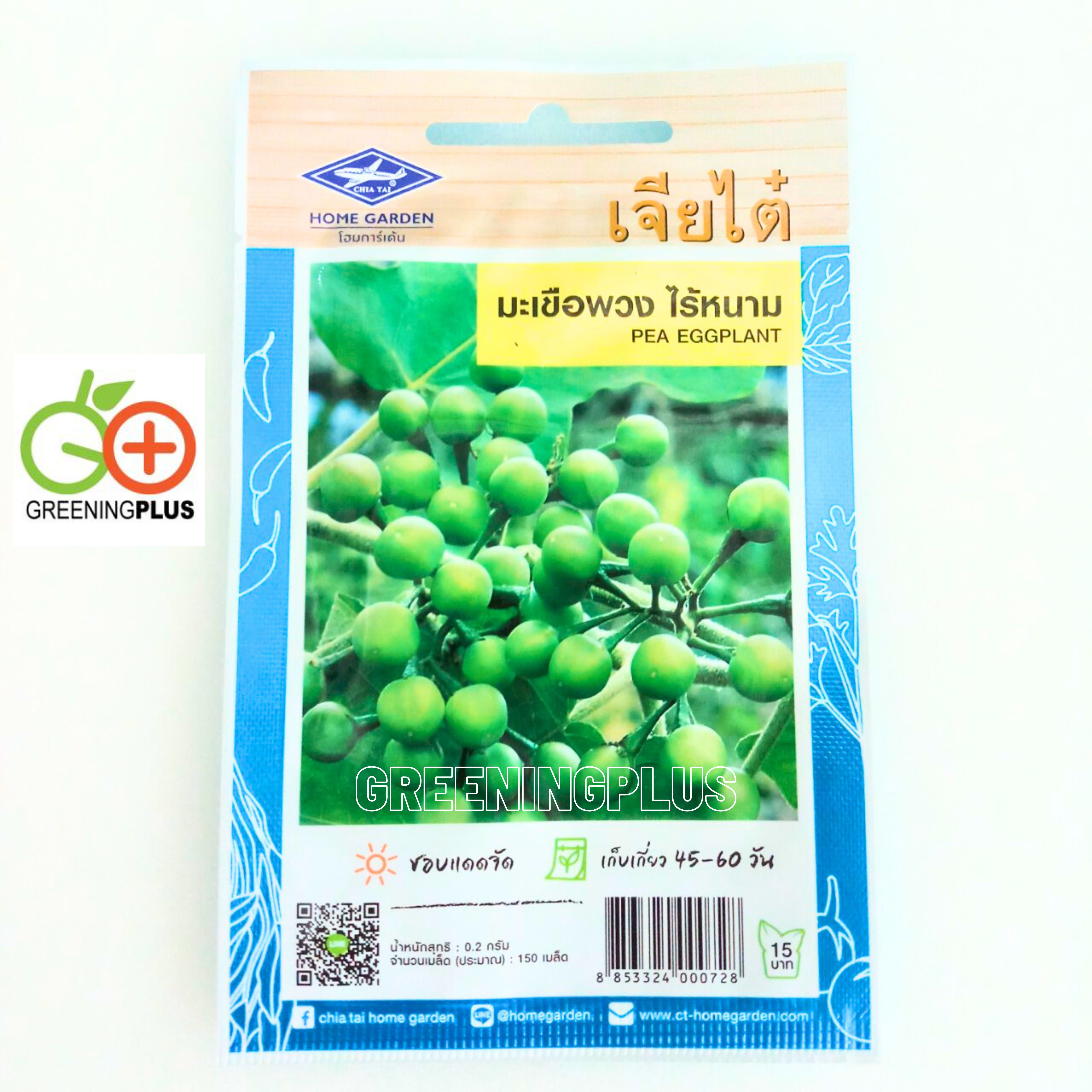 มะเขือพวง ไร้หนาม pea eggplant เจียใต๋