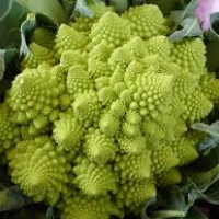 โรมาเนสโก้ บร็อคโคลี่ (romanesco broccoli)