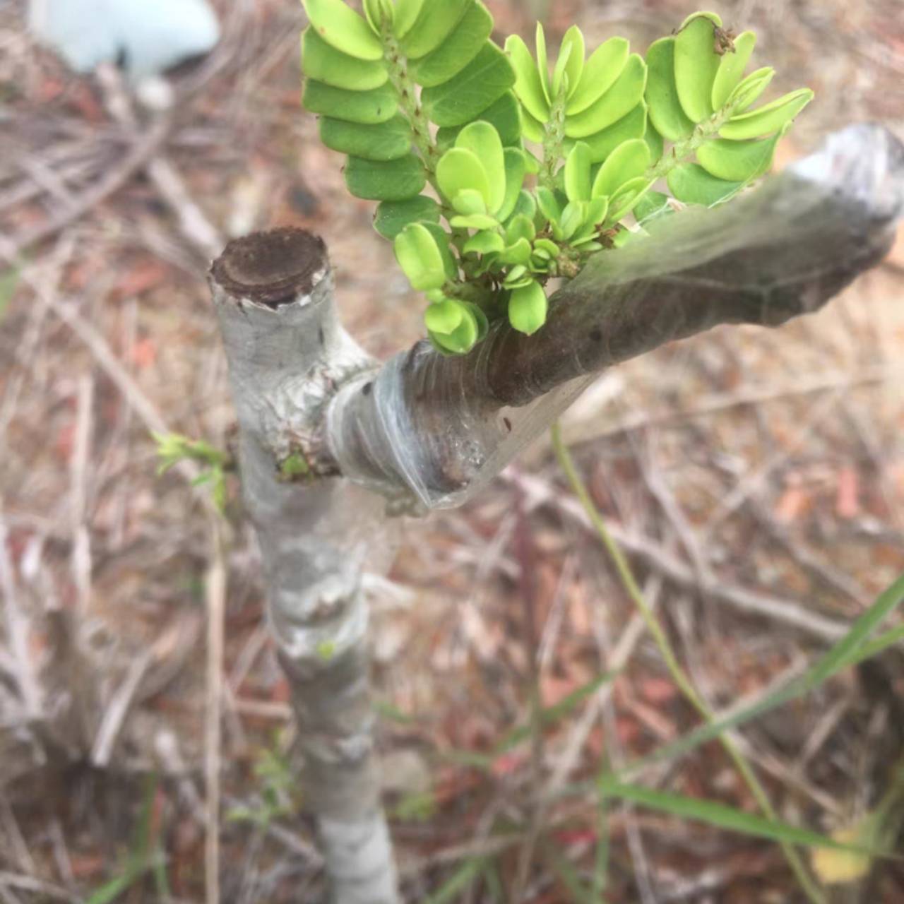 เทปพันกิ่งแบบใส (จำนวน 2 ม้วน)