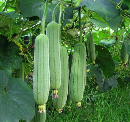 บวบหอม sponge gourd เจียใต๋