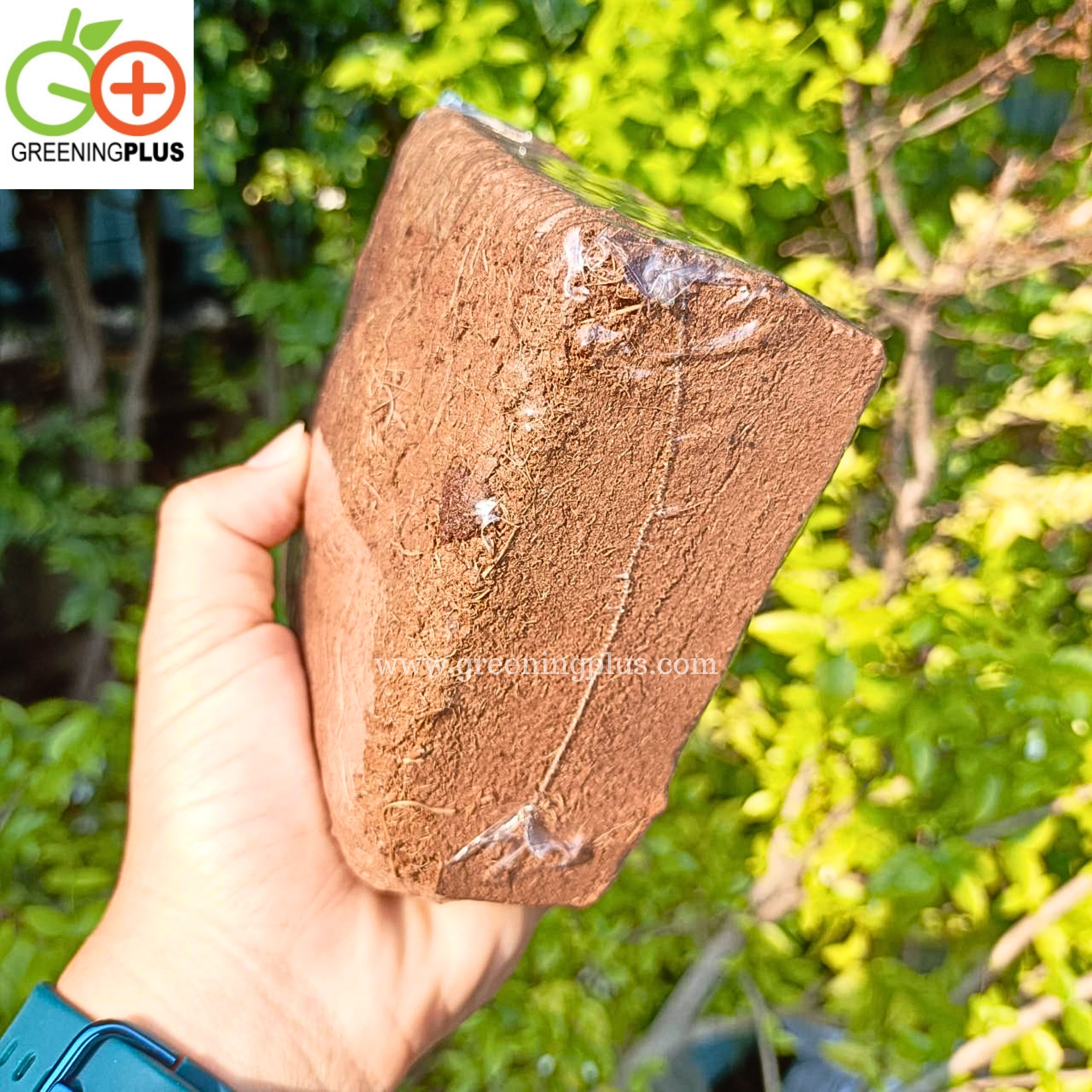 ขุยมะพร้าว ชนิด Treat 1 ก้อน/200 กรัม