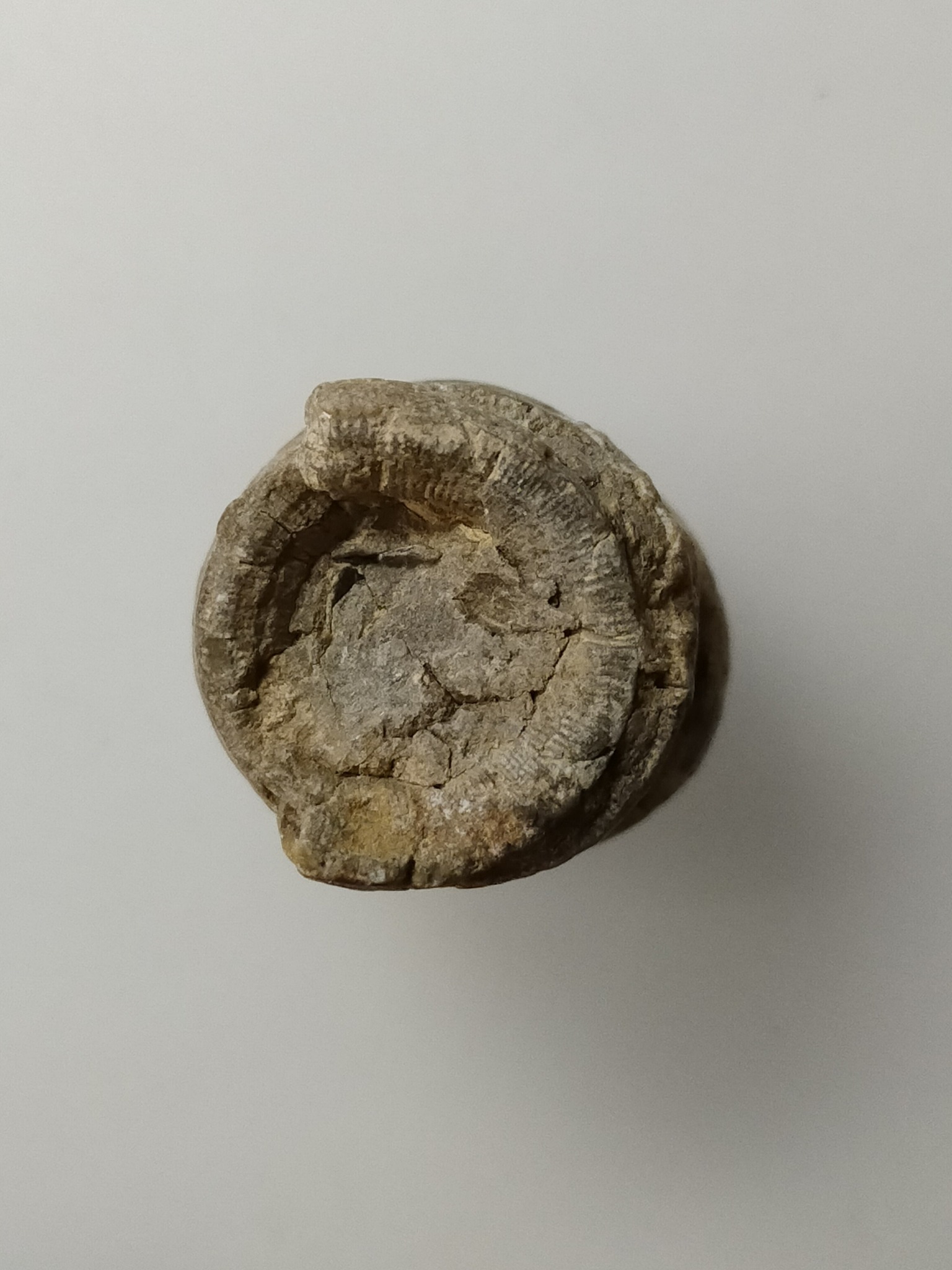 H431 ฟอสซิล ไม่ทราบชนิด