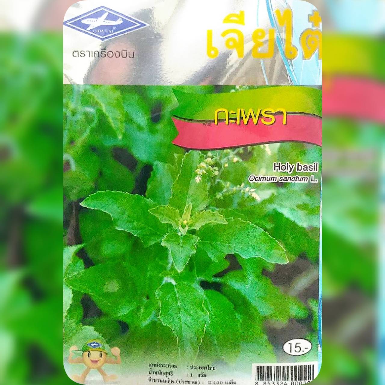 กะเพรา holy basil เจียใต๋