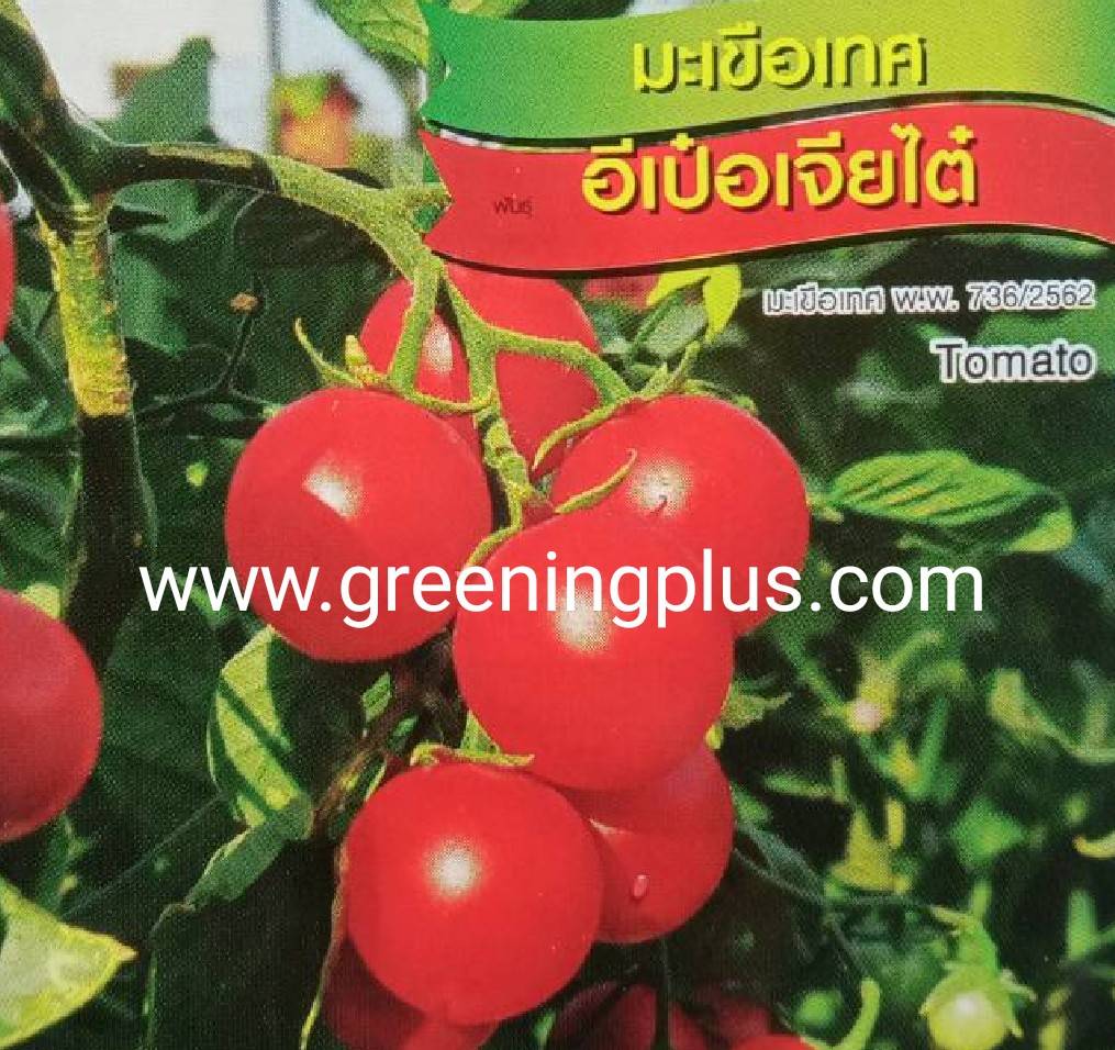 มะเขือเทศ อีเป๋อ Tomato เจียไต๋