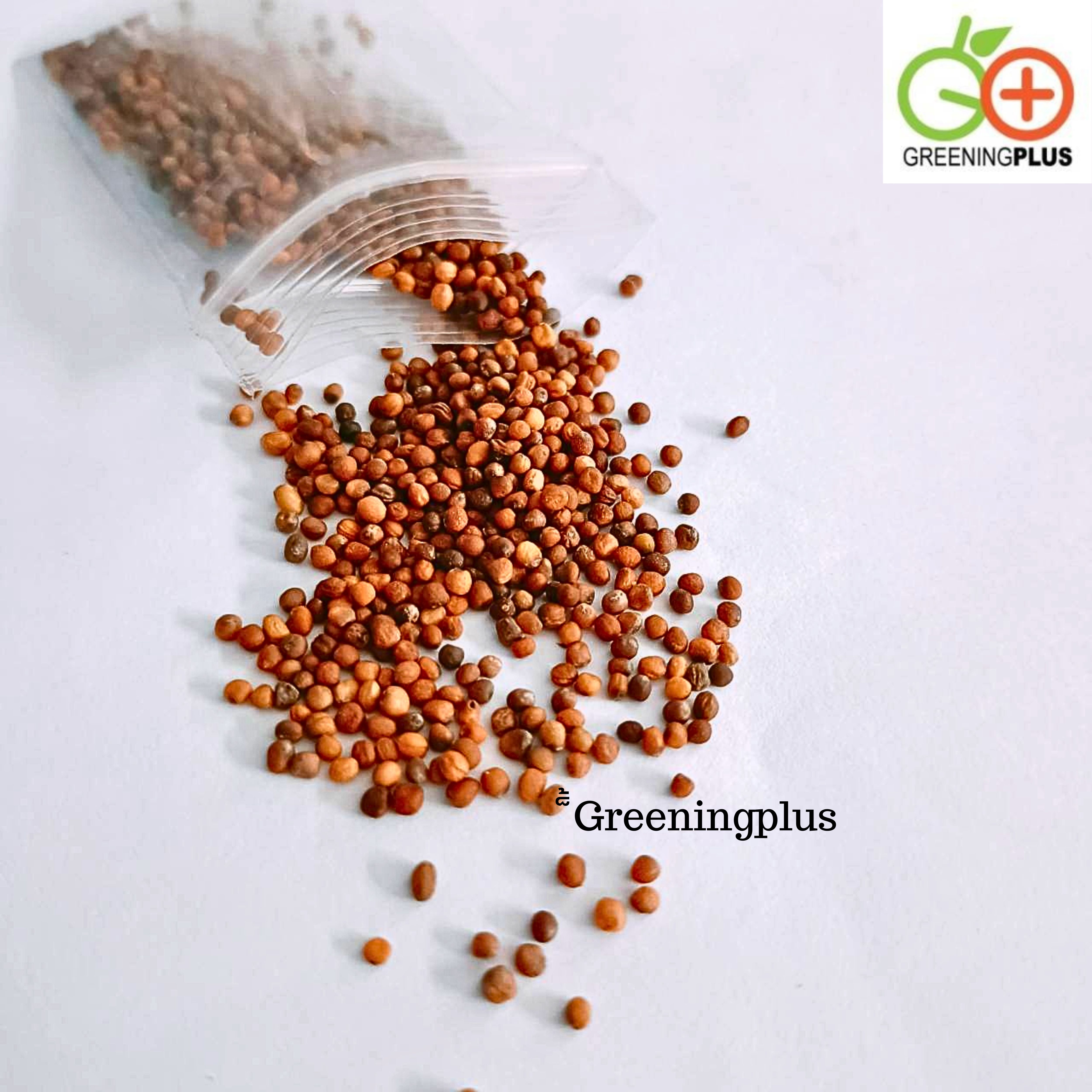 KALE เคลใบหยิกสีแดง 30 เมล็ด./ซอง