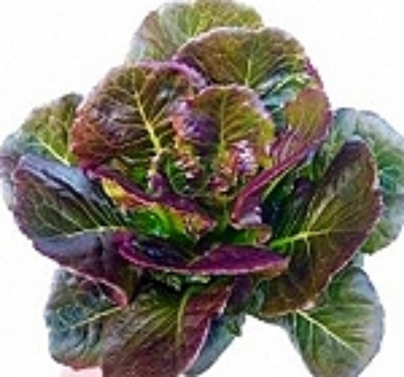 babyredcos (MOONRED) Enza Zaden 1000 pills (เคลือบ)