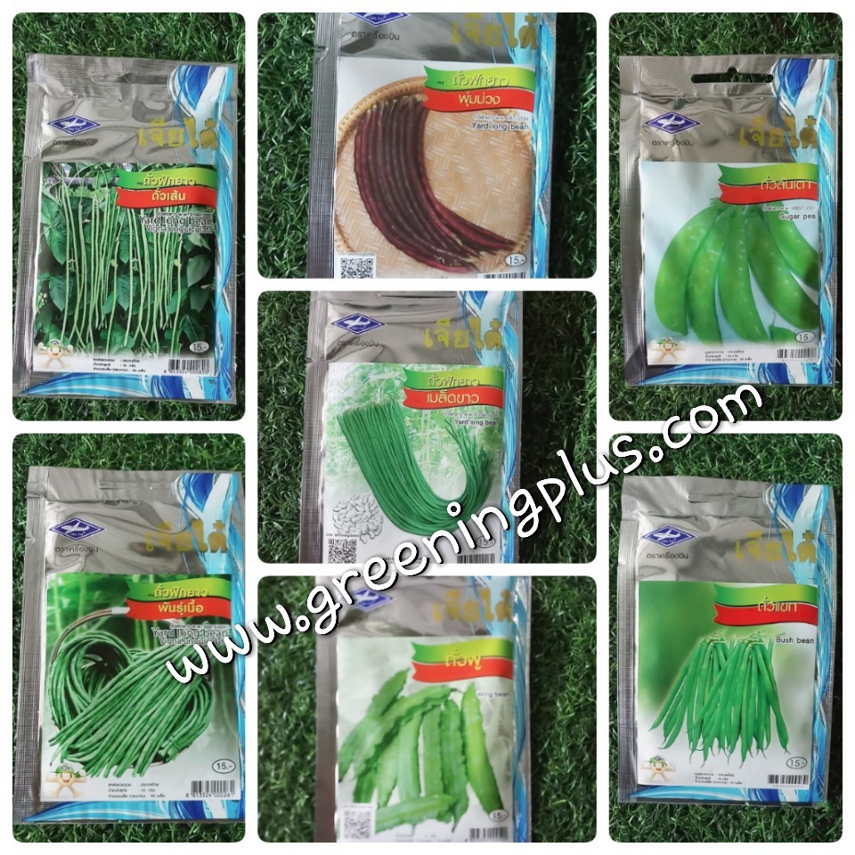ถั่วฝักยาวพุ่มม่วงYard long bean เจียใต๋