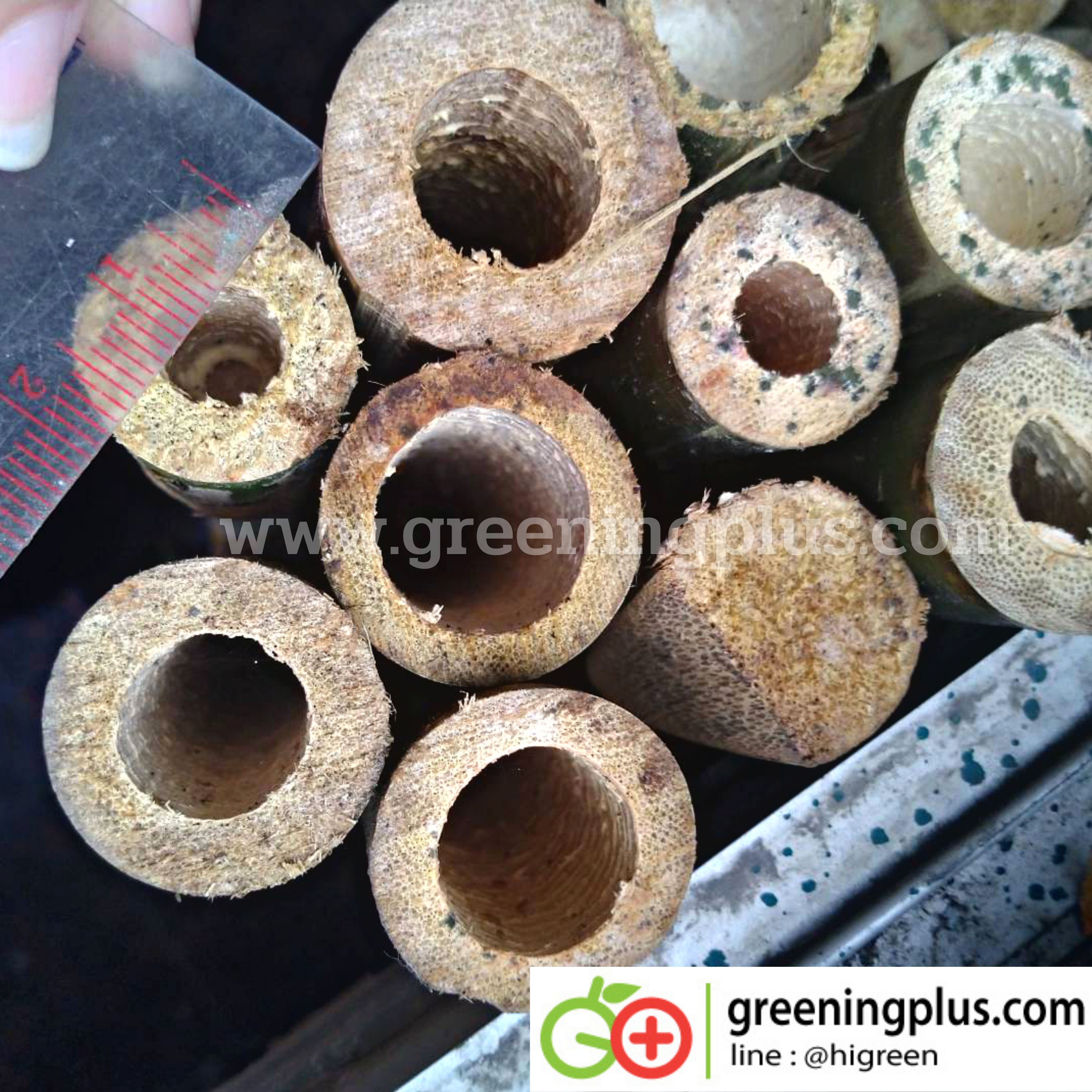 ไม้ปักค้ำต้นไม้ ไม้กลมแข็งแรง แหลมปลายสะดวกต่อการใช้งาน ขนาด 1.3-1.5 เมตร x 2 มัด