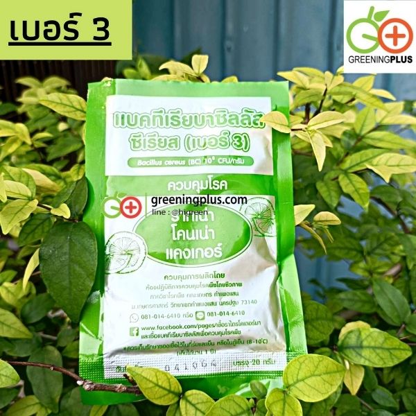 แบคทีเรียบาซิลลัส เบอร์ 3 ควบคุมโรครากเน่า โคนเน่า และแคงเกอร์