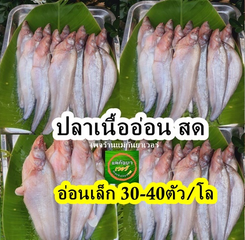 ปลาเนื้ออ่อนสด น้ำจืด ขนาด 30-40 ตัวต่อ/โล