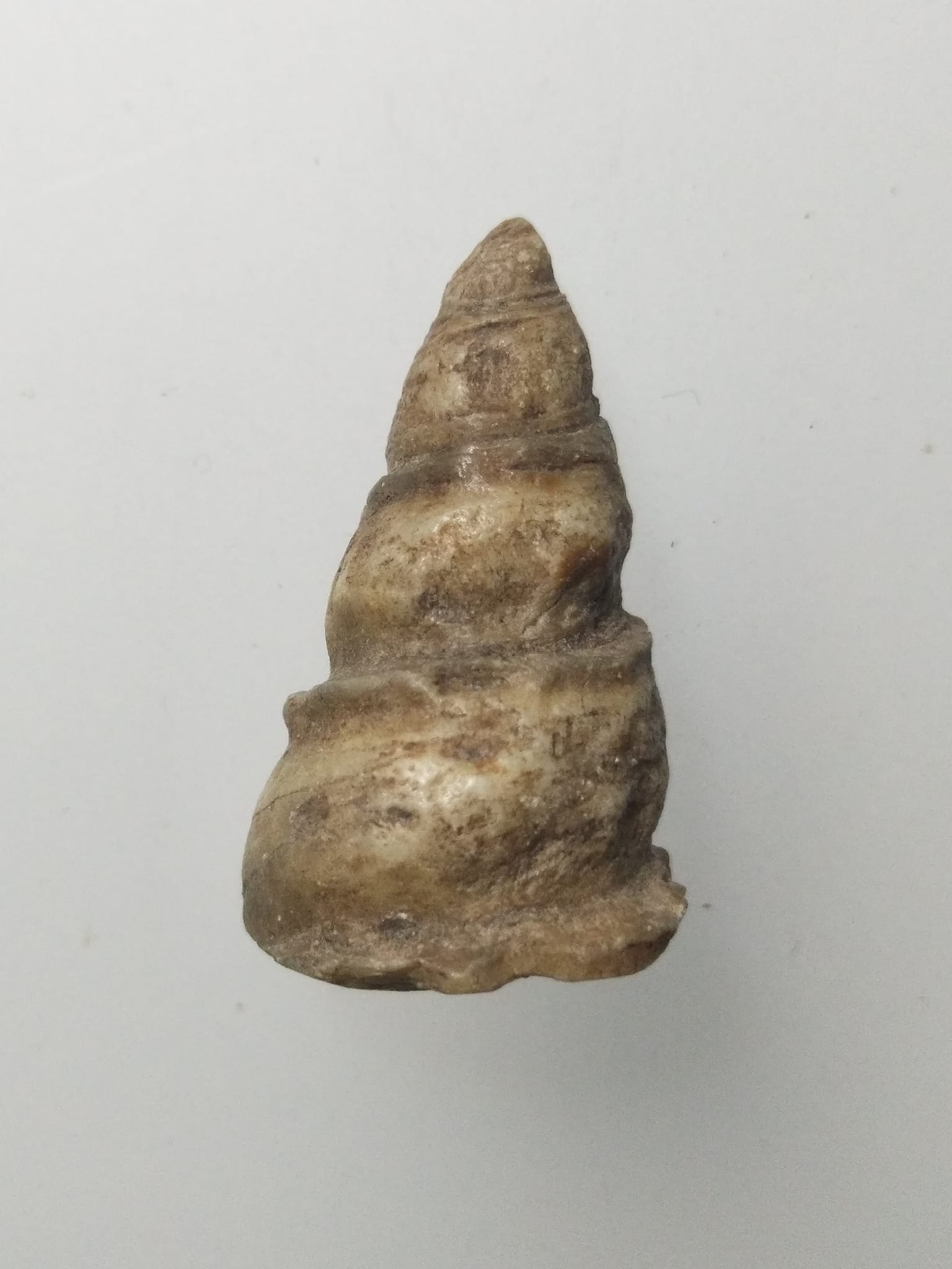 F247 คตหอย หอยกลายเป็นหิน