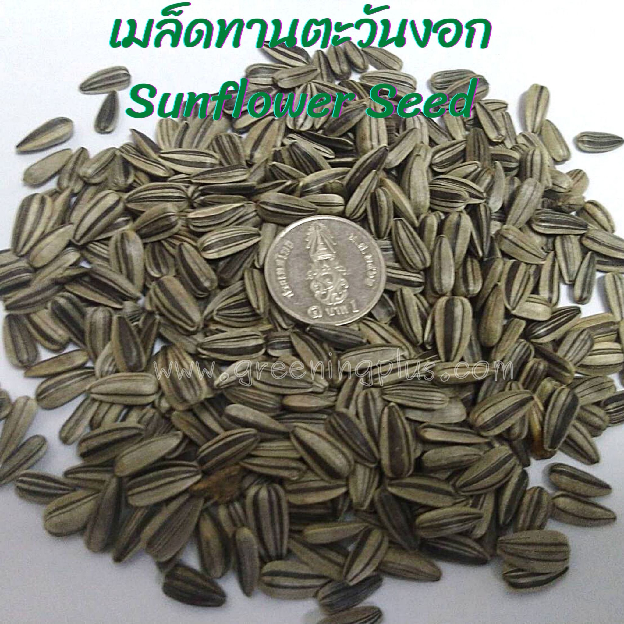 เมล็ดทานตะวันงอก Sunflower Seed 100 กรัม