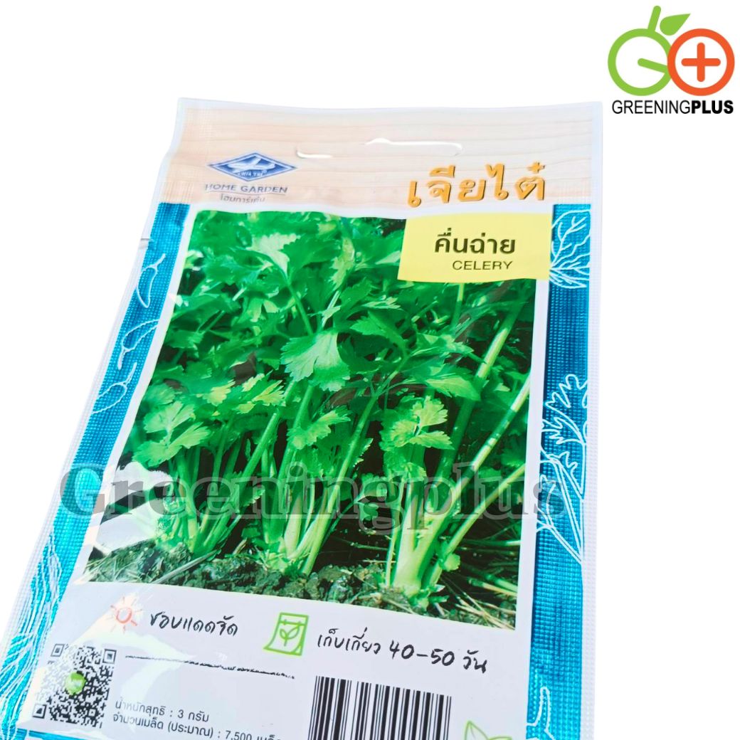 คื่นช่าย (Celery) เจียใต๋