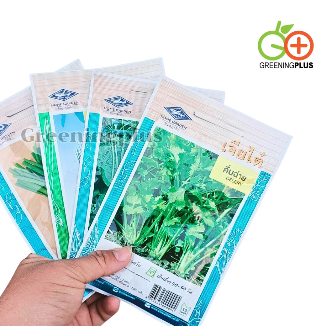 คื่นช่าย (Celery) เจียใต๋