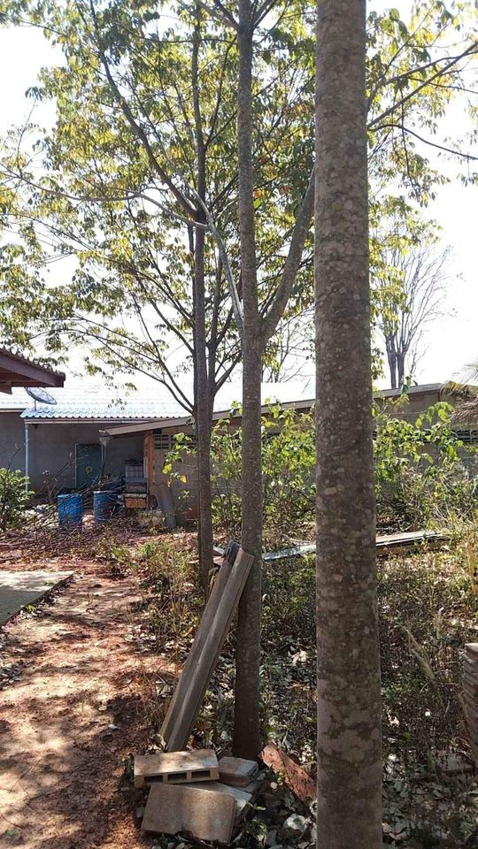 ที่ดินสวนยางพารา พร้อมบ้าน 1 หลัง