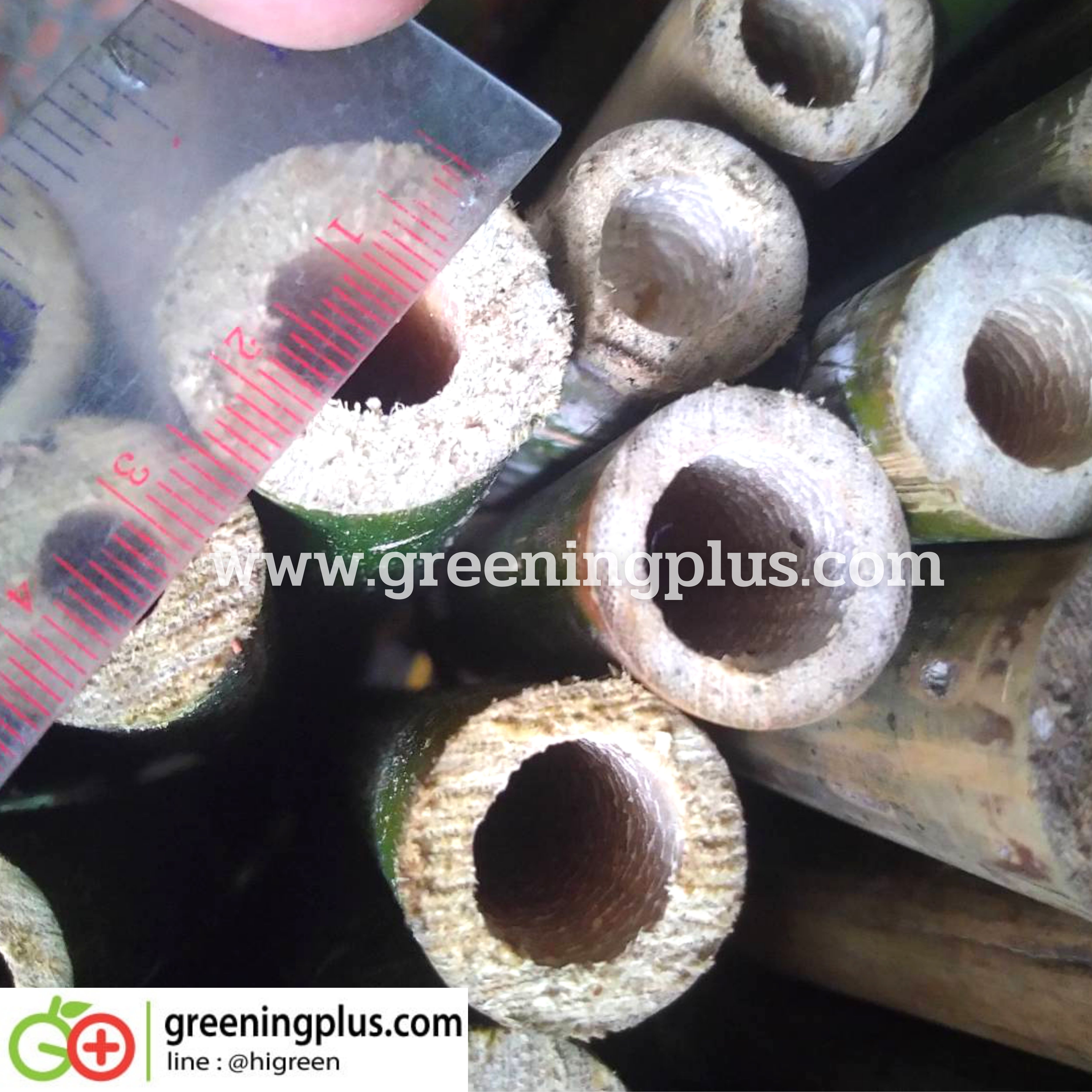 ไม้ปักค้ำต้นไม้ ไม้กลมแข็งแรง แหลมปลายสะดวกต่อการใช้งาน ขนาด 1.3-1.5 เมตร x 2 มัด