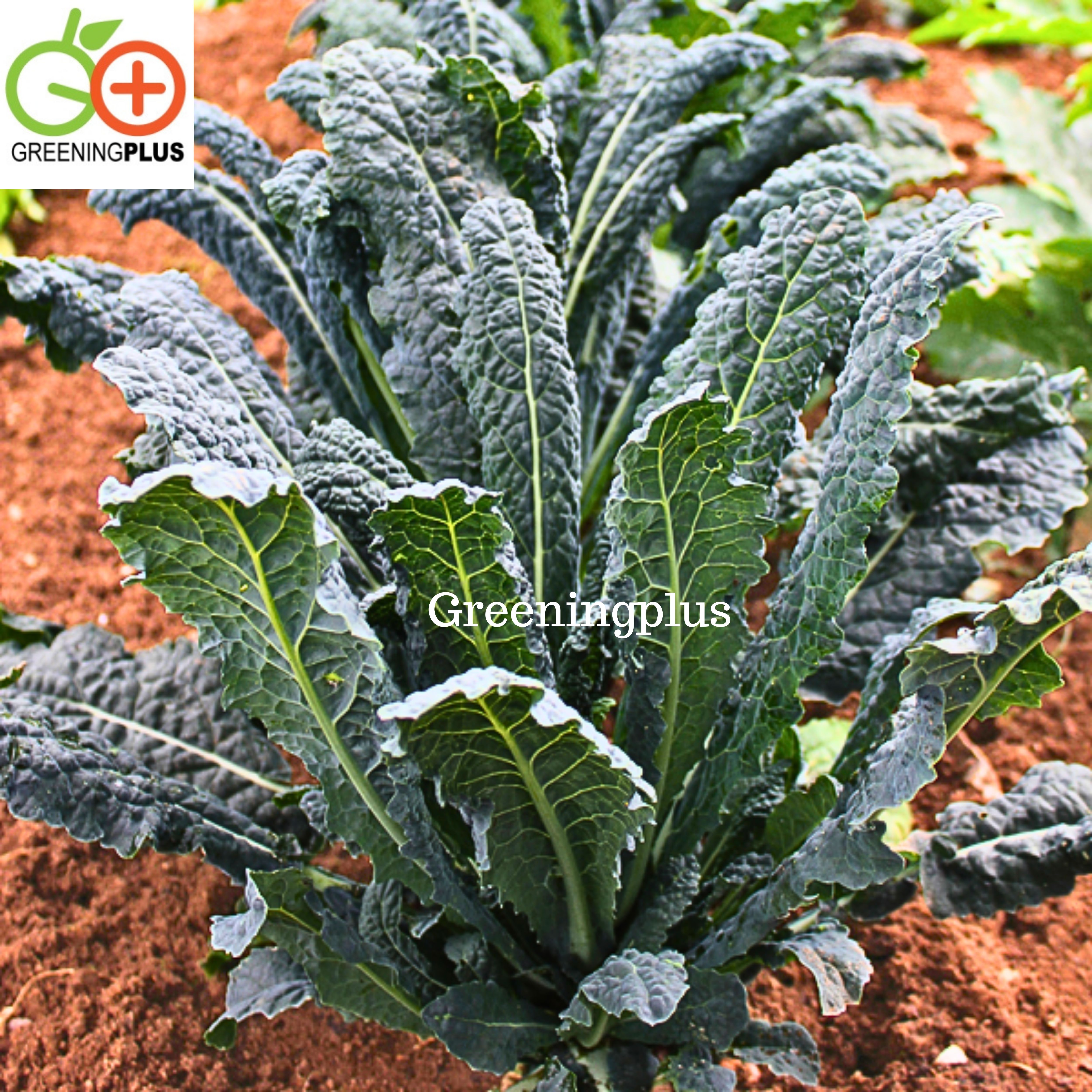 KALE เคลเนโรดิทอสคาน่า หรือเคลไดโนเสาร์ Nero di Toscana Kale 30 เมล็ด./ซอง