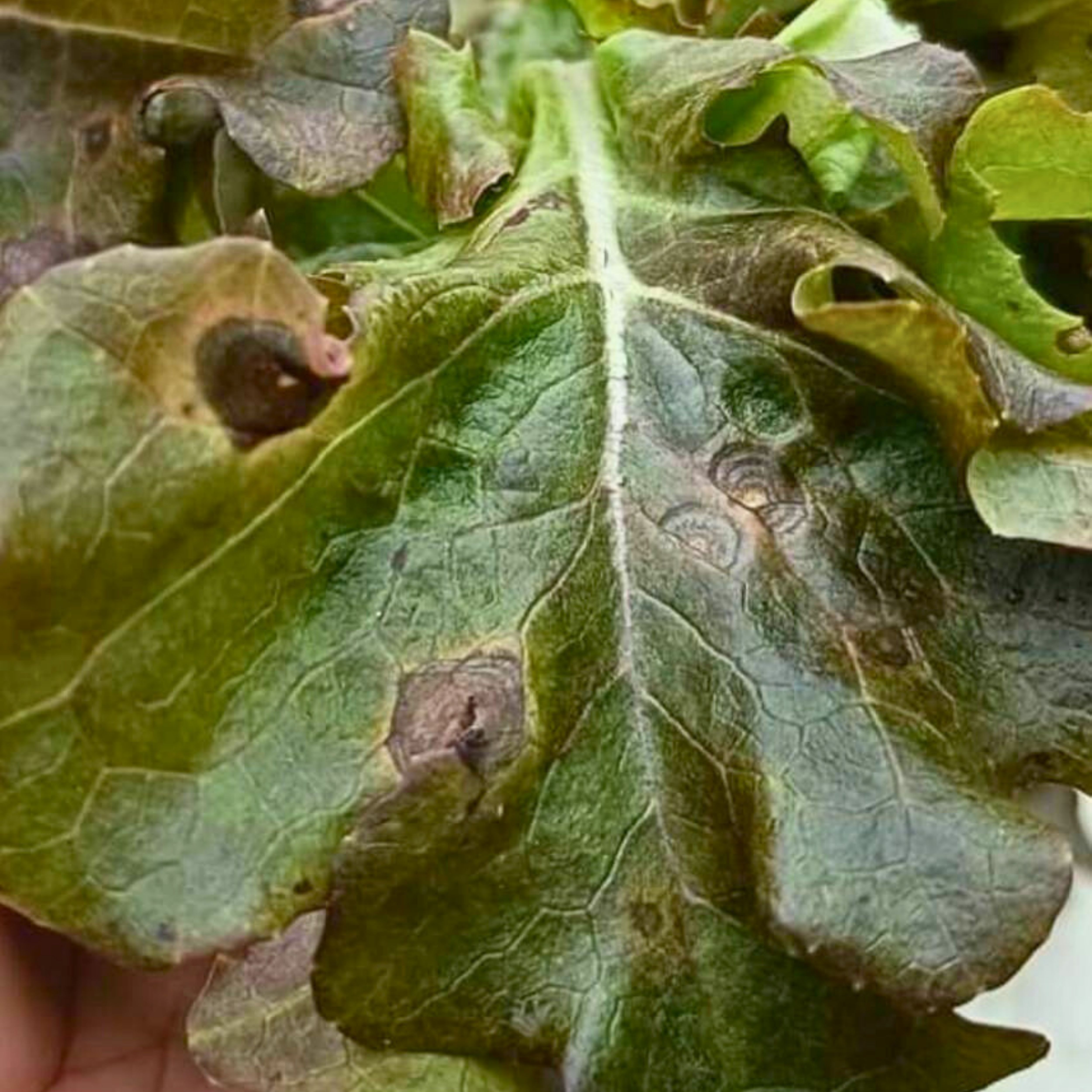 เชื้อราไตรโคเดอร์มาชนิดเม็ด(สำหรับฉีดพ่น) 20 กรัม